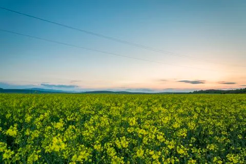 Yellow rape field with sunset sky Stock Photos