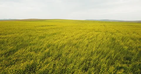 Yellow rape field on sunset in the spring. Drone shot of blooming field, yellow Stock Footage 115478396