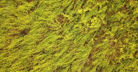 Yellow rape field on sunset in the spring. Drone shot of blooming field, yellow Stock Footage 115481034