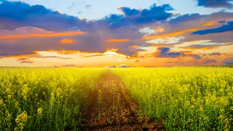 Yellow rape field at the sunset, spring agricultural time lapse scene Stock Footage 243375444