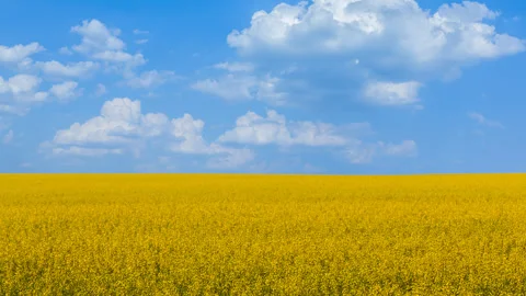 Yellow rape field time lapse scene Vídeos de archivo 277411783