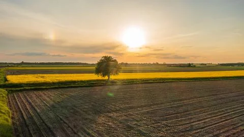 Yellow rape field with tree landscape from aerial, Podlasie Voivodeship, Pola Stock Photos
