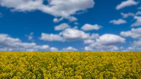Yellow rape field under a blue cloudy sky, agricultural background Vídeos de archivo 312371262