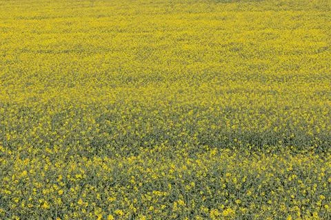 Yellow rape field under blue sky in spring Photos