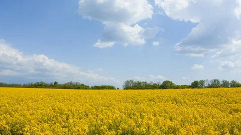Yellow rape field under a cloudy sky, agricultural summer time lapse scene Vídeos de archivo 129765417