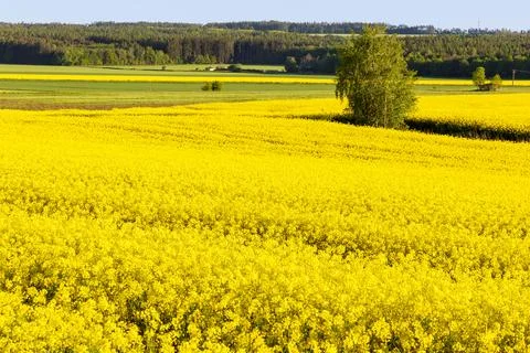 Yellow rape fields and green wheat fields, forest and beautiful landscape under Stock Photos