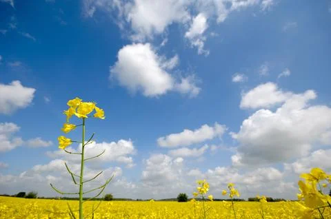 Yellow rape flower and clouds Stock Photos