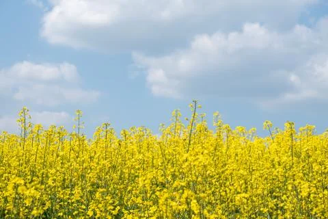 Yellow rape flower bloom - Background Stock Photos
