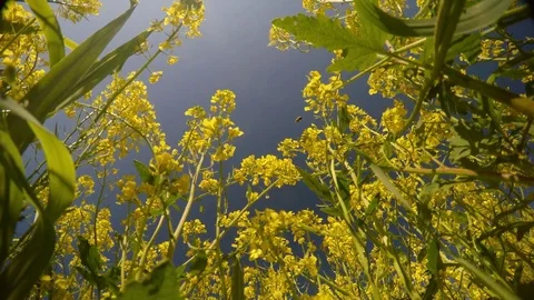 Yellow rape flowers and bees view from below, close-up, blue sky, light breeze Stock Footage 81628262