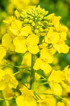 Yellow rape flowers bloom in the spring season. Stock Photos