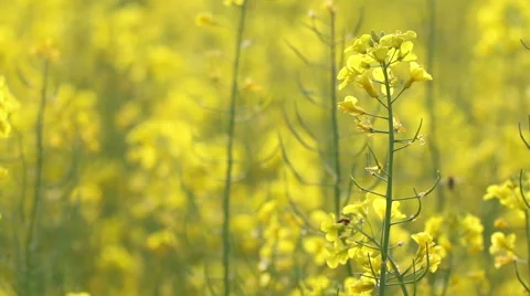 Yellow rape flowers, macro lens, Honey bee collecting pollen, selective focus 스톡 동영상 65193020