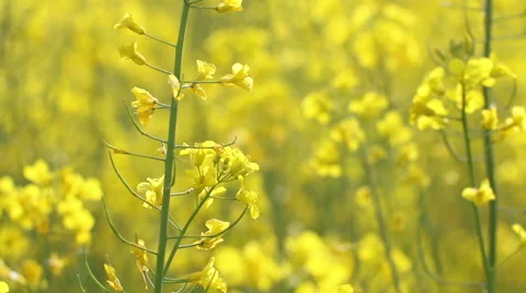 Yellow rape flowers, macro lens, Honey bee collecting pollen, selective focus Stock Footage 65240450