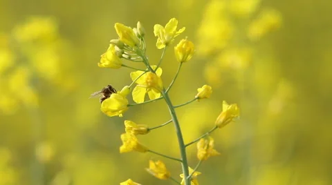 Yellow rape flowers, macro lens, Honey bee collecting pollen, selective focus Vidéo 65240457