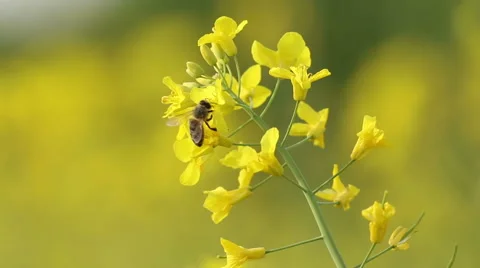 Yellow rape flowers, macro lens, Honey bee collecting pollen, selective focus Stock Footage 65240462
