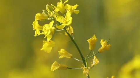 Yellow rape flowers, macro lens, Honey bee collecting pollen, selective focus Vidéo 65240498