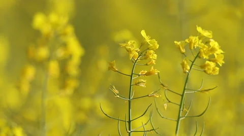 Yellow rape flowers, macro lens, Honey bee collecting pollen, selective focus Stock Footage 65240509