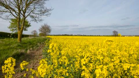 Yellow rape flowers Stock Photos