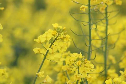 Yellow rape flowers Stock Photos