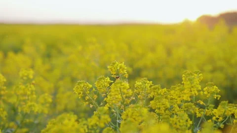 Yellow rape flowers at sunset Stock Footage 89674000