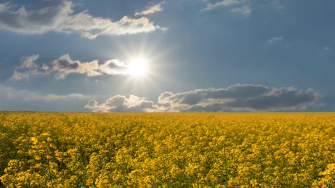Yellow rape flowers under sparkle sun Stock Footage 197481160