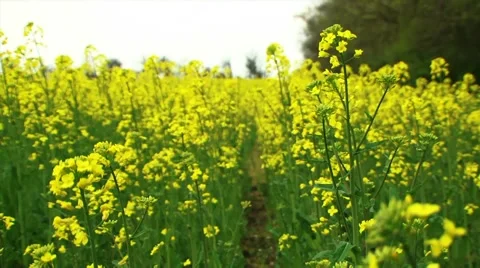 Yellow Rape Stock Footage 52716473