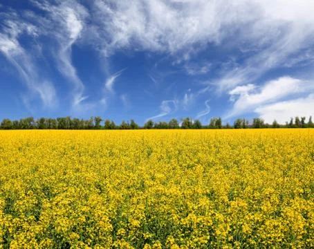 Yellow rape meadow Stock Photos