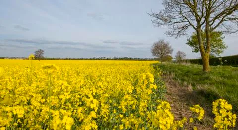Yellow Rape oil Stock Photos