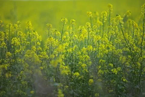 Yellow Rape Stock Photos