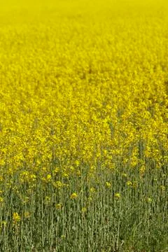 Yellow rape Stock Photos