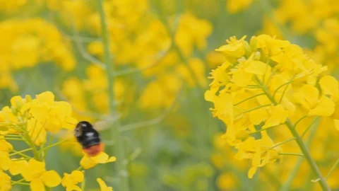 Yellow rape plant with a bumblebee Vídeo Stock 108957196
