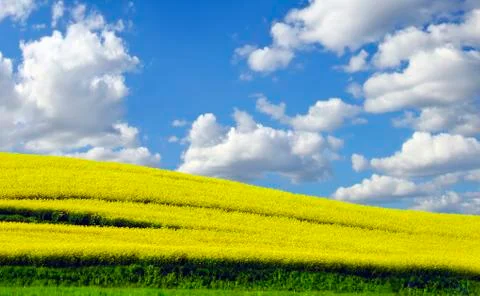 Yellow rapefield Foto stock
