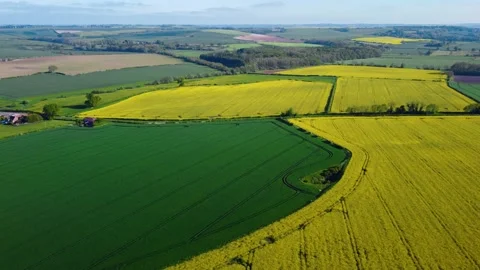 Yellow Rapeseed and green fields on spring hot day. Stock Footage 161979195