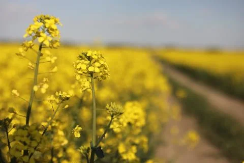 Yellow rapeseed on a background of the sky. selective focus on color. canola Stock Photos