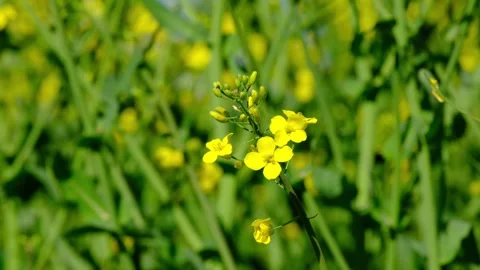 Yellow rapeseed blossom Stock Footage 310795654