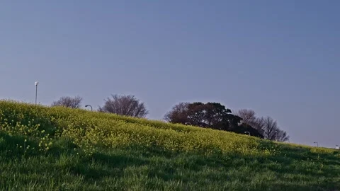 Yellow Rapeseed Cascading Down Green Embankment Slope with Street Lamps and Vidéo 337975529