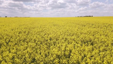 Yellow rapeseed field against a backdrop of blue skies and white clouds from a Video stock 240990984