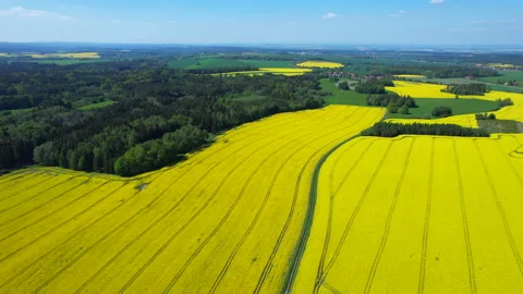 Yellow rapeseed field on a background of blue sky. Stock Footage 195941003