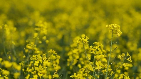 Yellow Rapeseed field background. Field of bright yellow rapeseed in spring. Stock Footage 89198249