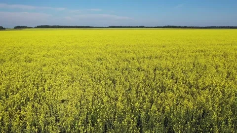 Yellow rapeseed field in bloom, drone aerial side view. Stock Footage 201740131