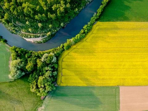 Yellow rapeseed field in bloom at spring Photos