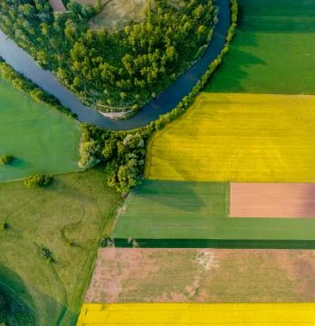 Yellow rapeseed field in bloom at spring Stock-Fotos