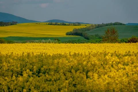 Yellow rapeseed field in bloom at spring Фото