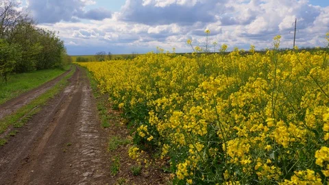 Yellow rapeseed field in bloom, walking along the road in rapeseed field Stock Footage 130106440