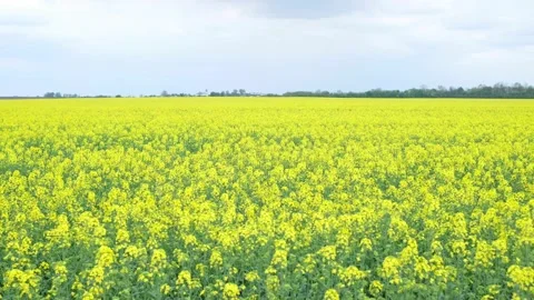 Yellow rapeseed field in a cloudy sky Stock Footage 135429391