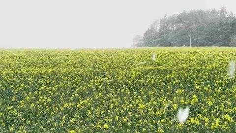 Yellow Rapeseed Field During Spring Snowfall Stock-Footage 333505547
