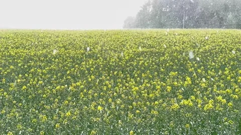 Yellow Rapeseed Field During Spring Snowfall Stock Footage 333505554