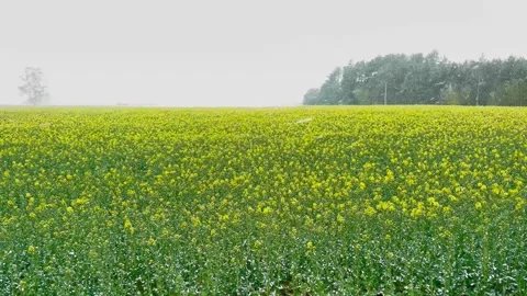 Yellow Rapeseed Field During Spring Snowfall 스톡 동영상 333505684