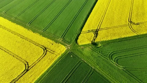 Yellow rapeseed field. Field with blooming rapeseed aerial view Stock Footage 232840053
