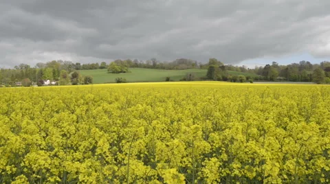 Yellow Rapeseed field Stock Footage 45350034