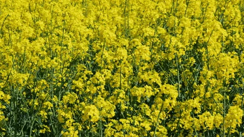 Yellow rapeseed field Stock Footage 153838485